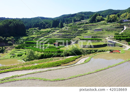 Rice paddy in Kagori after rice planting (Hachinohe, Yame-shi) Rika-guri in the sky (Rolling) 42018669