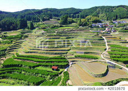 Rice paddy in Kagori after rice planting (Hachinohe, Yame-shi) Rika-guri in the sky (Rolling) Rice paddy in Kagori after rice planting (Hachinohe, Yame-shi) Rika-guri in the sky (Rolling) 42018670
