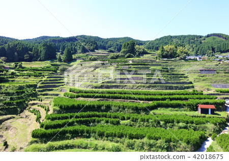 水稻種植後的Kagori稻田（八戶市，八幡市）天空中的Rika-guri（滾動） 42018675