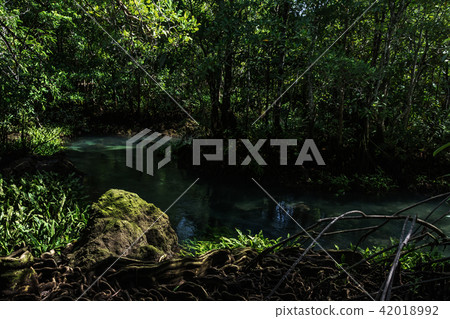 Tapom in Krabi Thailand 42018992