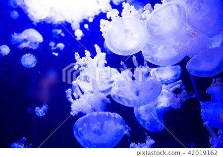 Jellyfish Jellyfish 42019162