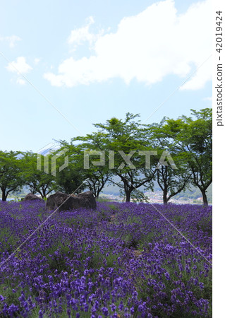 [Yamanashi Prefecture] Fujikawaguchiko Town/Yagizaki Park at the Herb Festival 42019424