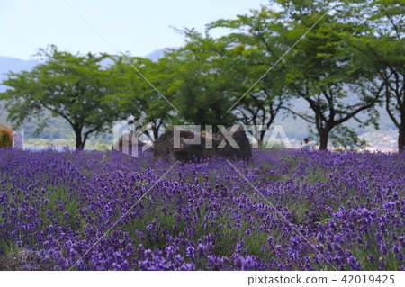 [Yamanashi Prefecture] Fujikawaguchiko Town/Yagizaki Park at the Herb Festival 42019425