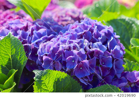 繡球 繡球 42019690