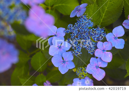 Gaku hydrangea 42019719