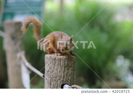 [Tokyo] Nihonris of Inokashira Natural Cultural Park 42019725