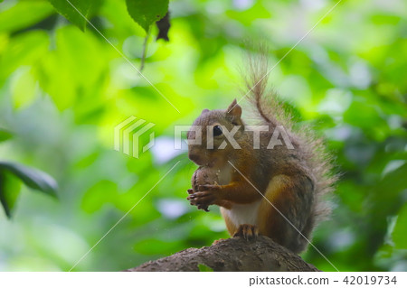 [Tokyo] Nihonris of Inokashira Natural Cultural Park 42019734