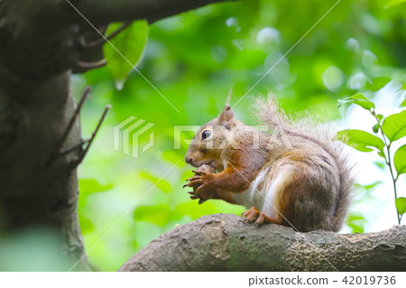 [東京]井之頭自然文化公園的Nihonris 42019736