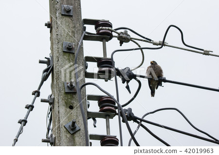 Bird and Eletricity line and electricity post Bird and Eletricity line and electricity post 42019963
