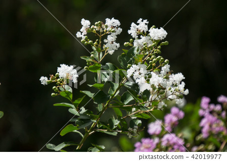 Close up Pink mix white Tabebuia rosea blossom Close up Pink mix white Tabebuia rosea blossom 42019977