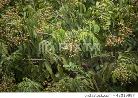Close up of Young Small longan fruit 42019997