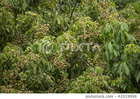 Close up of Young Small longan fruit 42019998