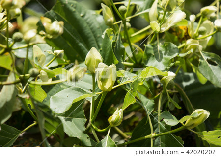 Green flower of teak tree with green leaf Green flower of teak tree with green leaf 42020202