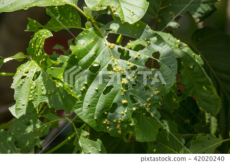Disease Green leaf of teak tree Disease Green leaf of teak tree 42020240