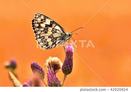 Beautiful colorful butterfly sitting on flower. Beautiful colorful butterfly sitting on flower. 42020924