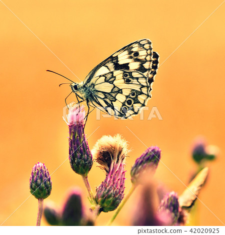 Beautiful colorful butterfly sitting on flower. 42020925