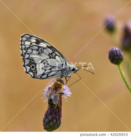 Beautiful colorful butterfly sitting on flower. 42020933