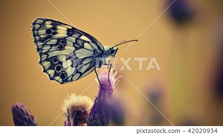 Beautiful colorful butterfly sitting on flower. Beautiful colorful butterfly sitting on flower. 42020934