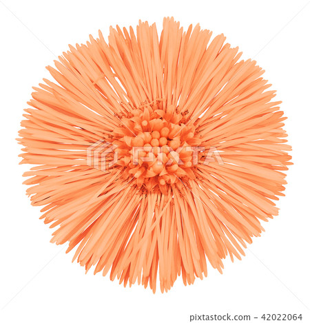 flower coral tussilago farfara 42022064