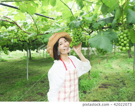 ぶどう園のぶどうに手を添える女性 ぶどう園のぶどうに手を添える女性 42022073