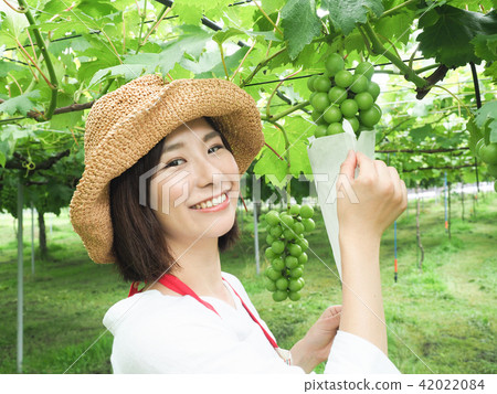 A woman working on a grape bag A woman working on a grape bag 42022084