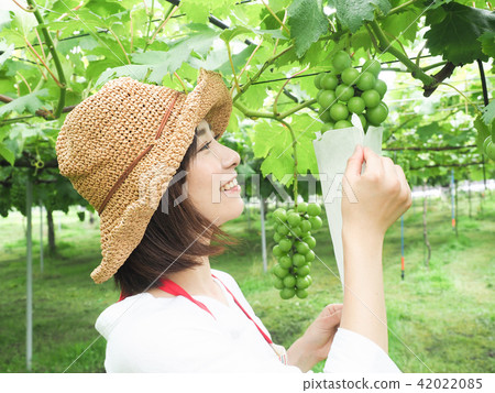 A woman working on a grape bag 42022085
