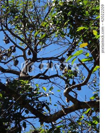 Shot in the city of Australia Cairns Wild flying fox (fruit bat) Shot in the city of Australia Cairns Wild flying fox (fruit bat) 42022209