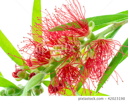 Weeping Bottle Brush tree 42023198