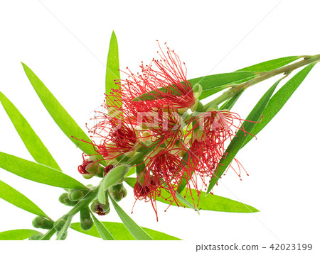 Weeping Bottle Brush tree 42023199
