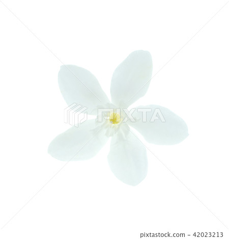 Coral swirl flower Coral swirl flower 42023213