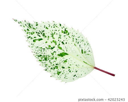 Dark red Chinese Rose Dark red Chinese Rose 42023243