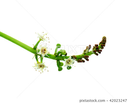 Sea almond on white 42023247