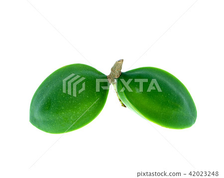 Sea almond on white 42023248