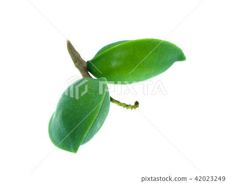 Sea almond on white 42023249