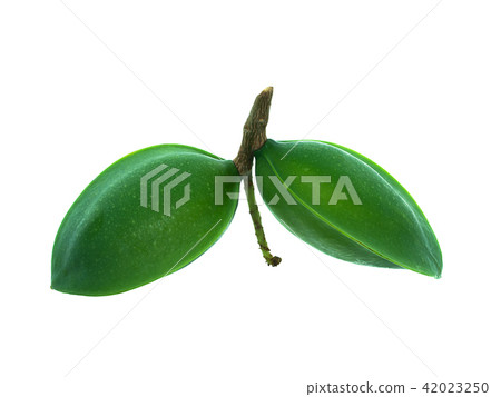 Sea almond on white 42023250