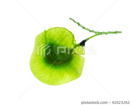 Fresh Pterocarpus macrocarpus seeds 42023262