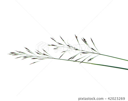 gold beard grass 42023269