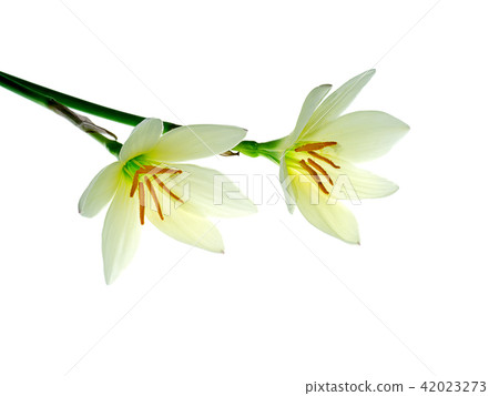 Beautiful rain lily flower 42023273