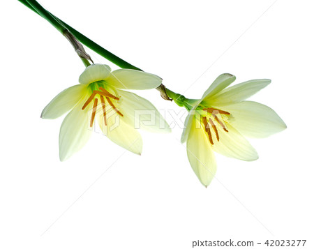 Beautiful rain lily flower 42023277