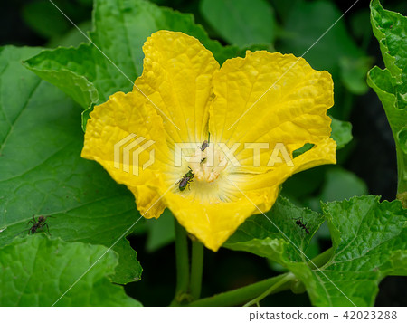 Pollen of Pumpkin flower. Pollen of Pumpkin flower. 42023288