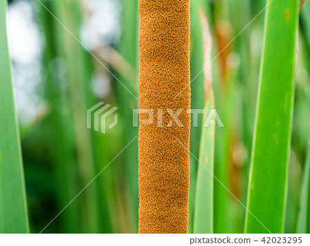 Narrow-leaved Cattail plant 42023295
