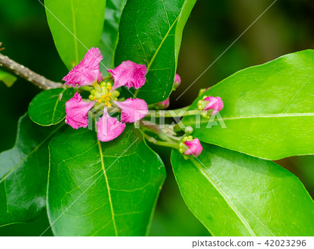 Close up Acerola Cherry flower. Close up Acerola Cherry flower. 42023296