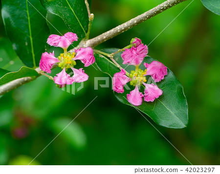 Close up Acerola Cherry flower. 42023297