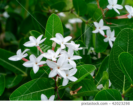 Close up of Carissa carandas flower. Close up of Carissa carandas flower. 42023298