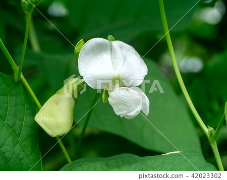 Close up of Wing bean flower. 42023302
