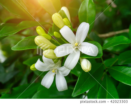 Orange Jasmine flower 42023303
