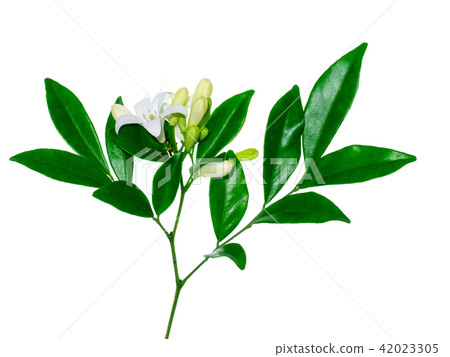 Orange Jasmine flower Orange Jasmine flower 42023305