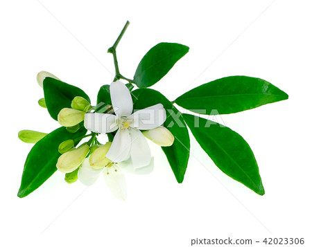 Orange Jasmine flower Orange Jasmine flower 42023306