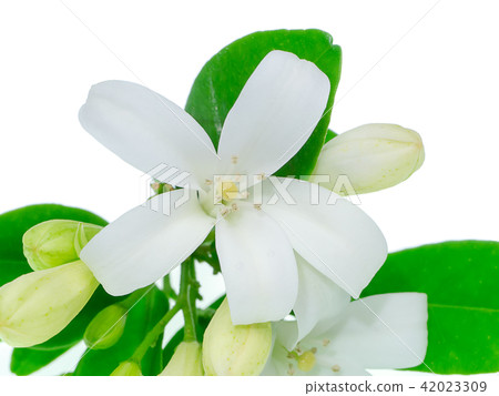 Orange Jasmine flower 42023309