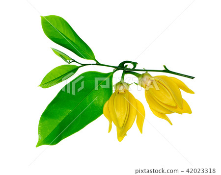 fragrant flowers of climbing ylang-ylang fragrant flowers of climbing ylang-ylang 42023318